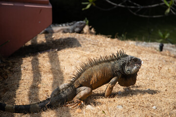 Iguana tomando sol en el parque forestal
