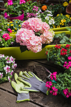 Colorful freshly potted summer flowers