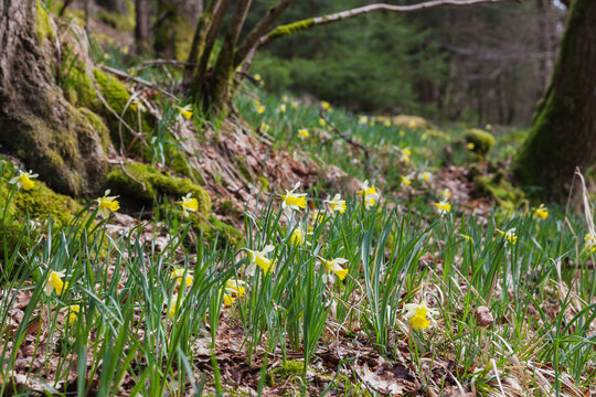 Germany, North Rhine-Westphalia, High Fens Eifel Nature Park, daffodils in spring