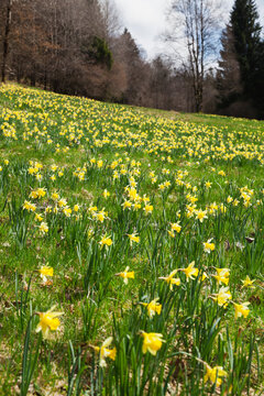 Germany, North Rhine-Westphalia, High Fens Eifel Nature Park, daffodils in spring