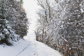 Germany, North Rhine-Westphalia, Empty snow-covered footpath between bare forest trees of High Fens - Eifel Nature Park