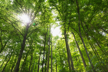 Germany, North Rhine Westfalia, Eifel, Eifel National Park, Low angle view of green beech trees (Fagus) with sunlight