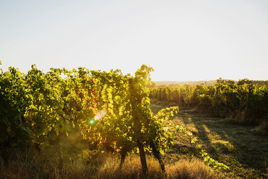 France, Nouvelle-Aquitaine, Department Gironde, Bordeaux wine region, Vineyard at sunset