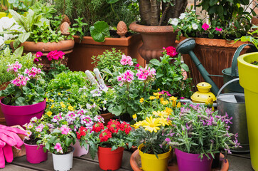 Colorful freshly potted summer flowers