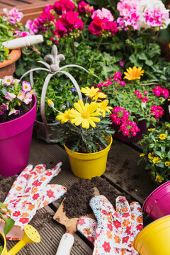 Colorful freshly potted summer flowers