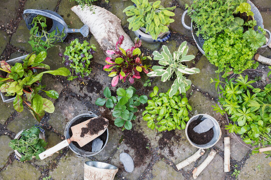 Planting of various green culinary herbs