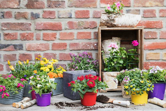 Colorful freshly potted summer flowers