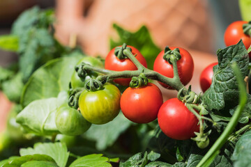 Close-up of growing tomatoes (Solanum lycopersicum)