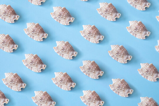 Row of sea shells on blue background