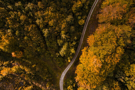 Austria,&Ocirc;&oslash;&Omega;Lower Austria, Aerial view of gravel road in autumn forest