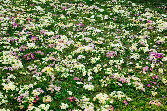 Flower meadow with many primroses in different colours