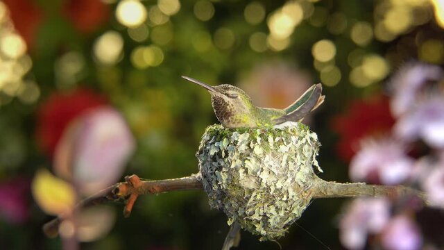 Female hummingbird pre-hatching calls, this kind of calling from her has been observed only one day before hatching day.