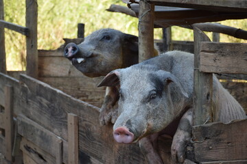 Fototapeta premium Two funny pigs enjoying the farm