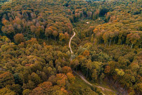 Austria,&Ocirc;&oslash;&Omega;Lower Austria, Aerial view of winding gravel road through vast autumn forest