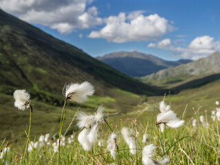 Great Britain, Scotland, Glen Shiel, Sheathed Cottonsedge, Eriophorum vaginatum, seed head