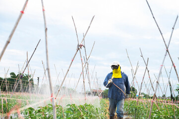 Farmers apply pesticides to potato plants, fertile green leaves, healthy leaves on potato plantings, people with personal protective equipment for pesticide use,