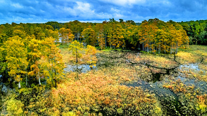 aerial drone of Autumn Foliage with trees