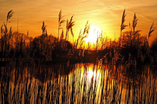 Germany, Bavaria, Silhouettes of reeds growing in pond at sunset