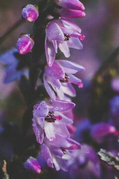 Close-up of a common heather