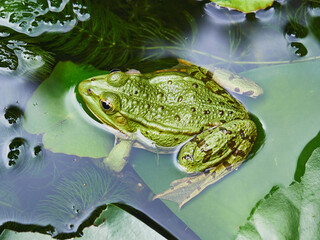 Pool frog in pond