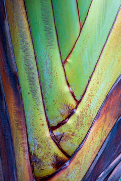 Seychelles, La Digue, Madagascar palm, close-up