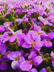 flowers in the garden