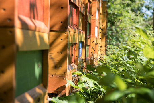 View of bees flying by beehives