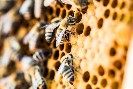 Close-up of bees on honeycomb