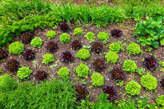 Bed with salad and parsley