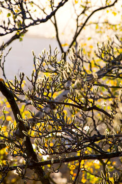 Germany, Wuerzburg, Magnolia in winter