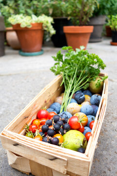 Harvest, different sorts of vegetables and fruits in basket