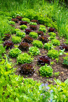 Bed with salad and parsley