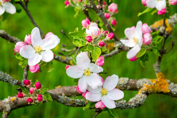 Germany, Branches of blossoming apple tree
