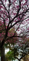 tree in autumn