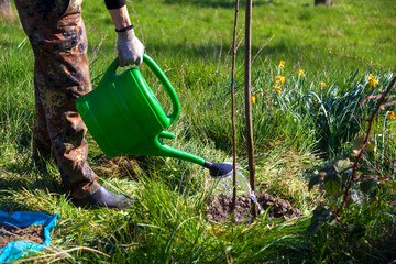 Low section of woman watering tree in organic garden
