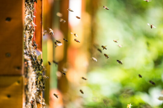 Bees swarming around beehive