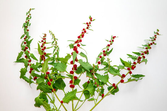 Close-up of Chenopodium Foliosum against white background