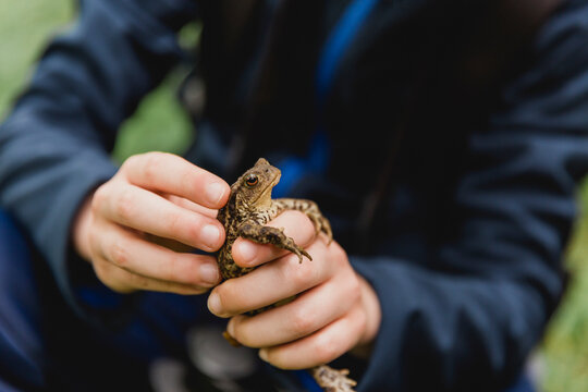 Boy's hands holding toad, Cairngorms, Scotland, UK