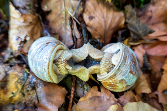 Germany, Two vineyard snails (Cernuella virgata) mating on fallen leaves