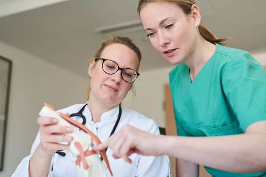 Female doctor and woman in scrubs with knee joint model talking
