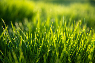 Grass in the morning light