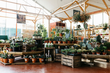 Assortment of cacti in a garden center