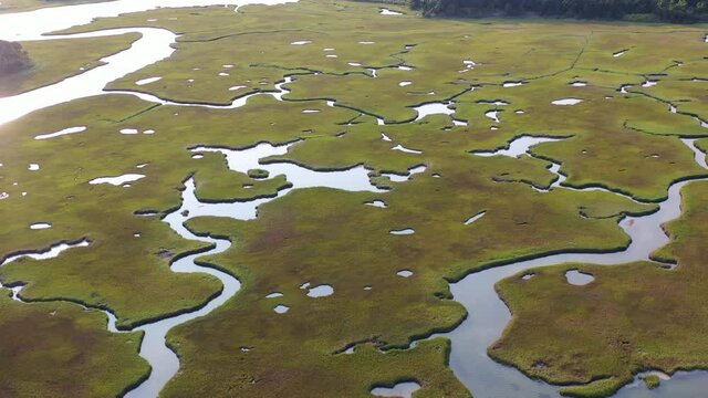 Channels meander through a healthy salt marsh in Pleasant Bay, Cape Cod, Massachusetts. This type of wetland habitat is vital feeding grounds for migrating birds, fish, and many marine invertebrates.