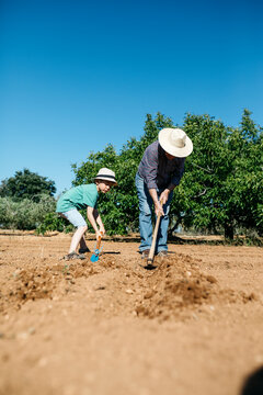 Grandfather and grandson plowing the ground