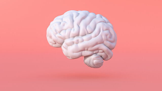 Three dimensional render of human brain