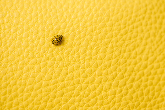 Yellow ladybird on yellow background