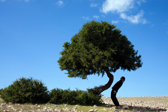 Morocco, Sidi Kaouki, man wearing a bowler hat standing crooked at a tree
