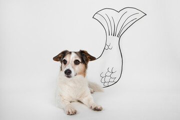 Portrait of mongrel as Aquarius with drawn fishtail lying on white ground