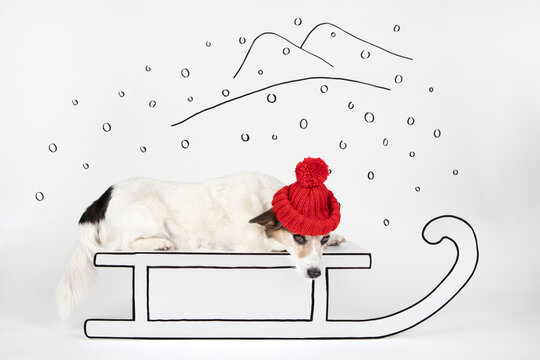 Mongrel wearing red woolly hat lying on drawn sledge
