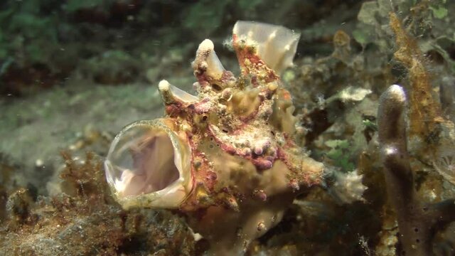 well camouflaged warty frogfish yawns turning outwards its mouth, medium shot during daylight on sandy bottom